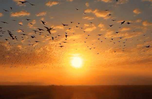 Birds in Flight in Autumn