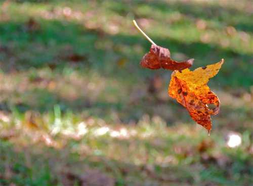 Leaf caught in a web