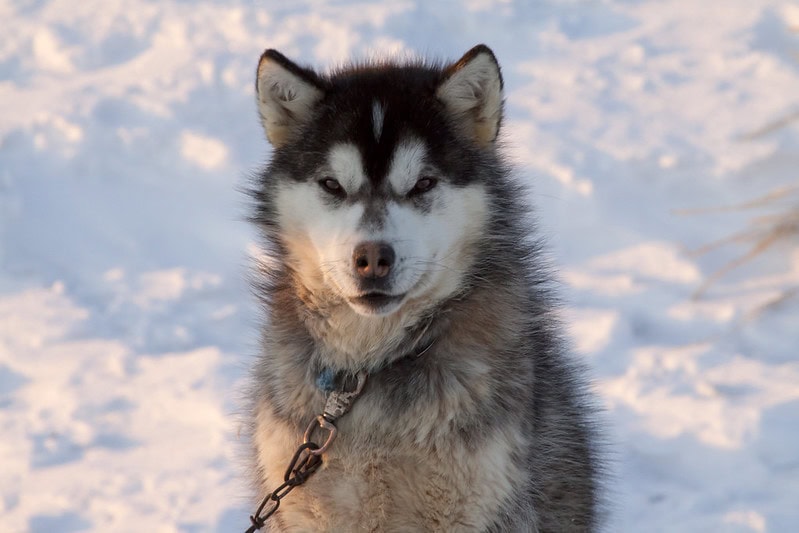 Canadian Inuit Dog