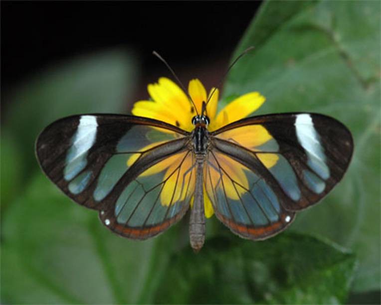 Transparent Butterfly