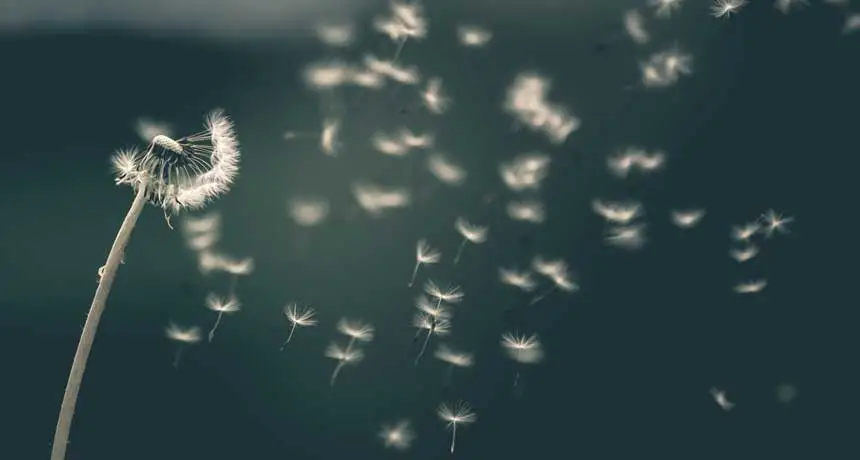 Dandelion seeds blowing away in the air