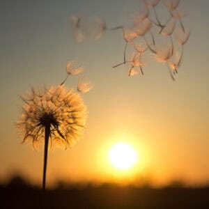 Dandelion seeds blowing in the wind - reflections on Empty-Handed I Entered The World by Kozan Ichikyo